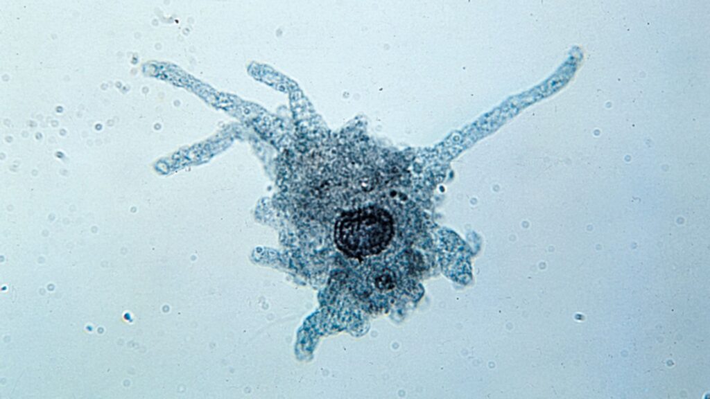 Amoeba Meaning and Definition: Structure, Function, Classification, and Importance